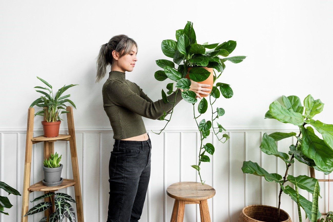 Cómo decorar con plantas