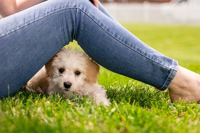 Paseo-cachorro