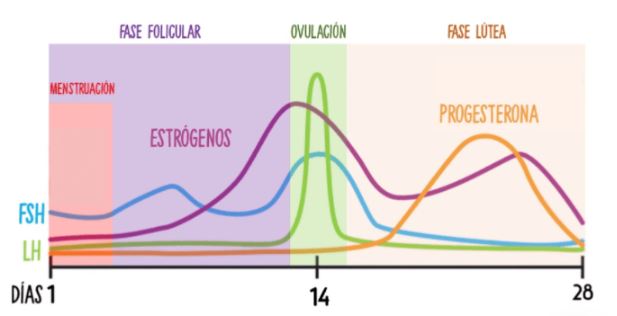 fases de la menstruacion