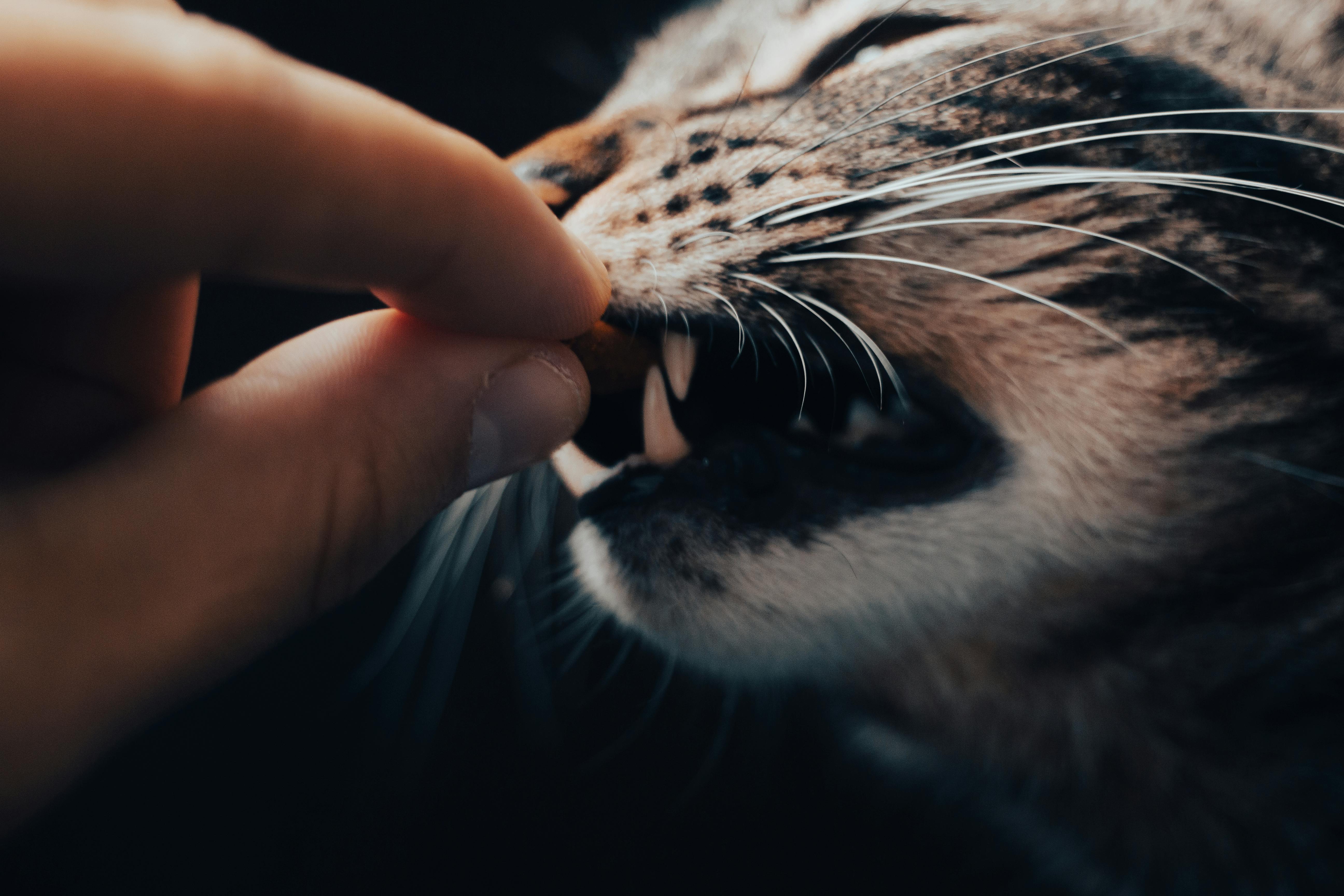 Gato arañando