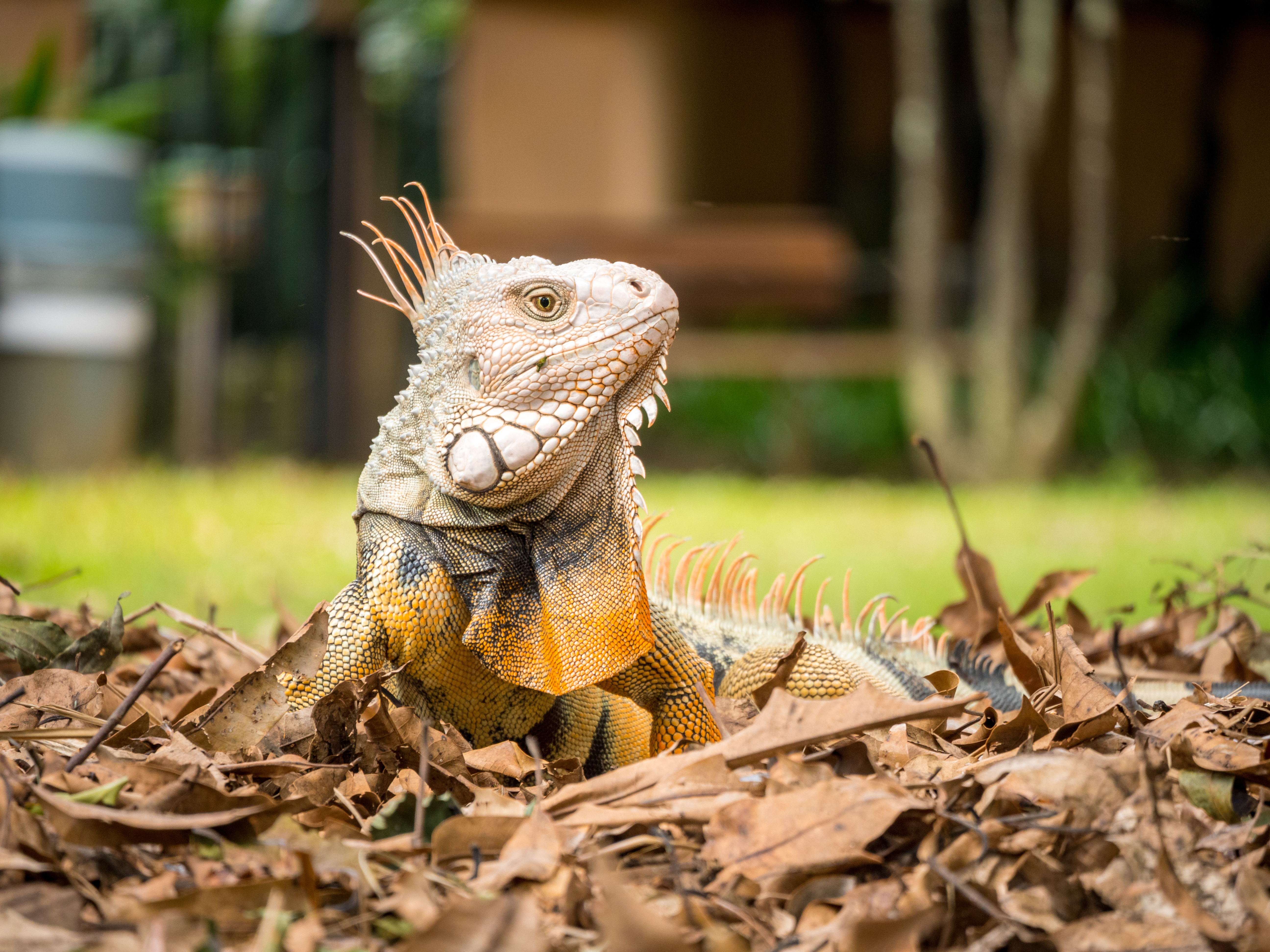 Iguana doméstica