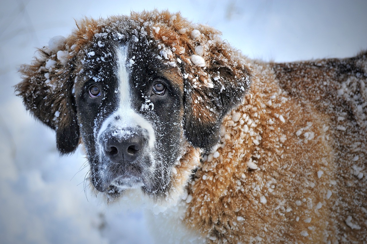 Perro en el invierno