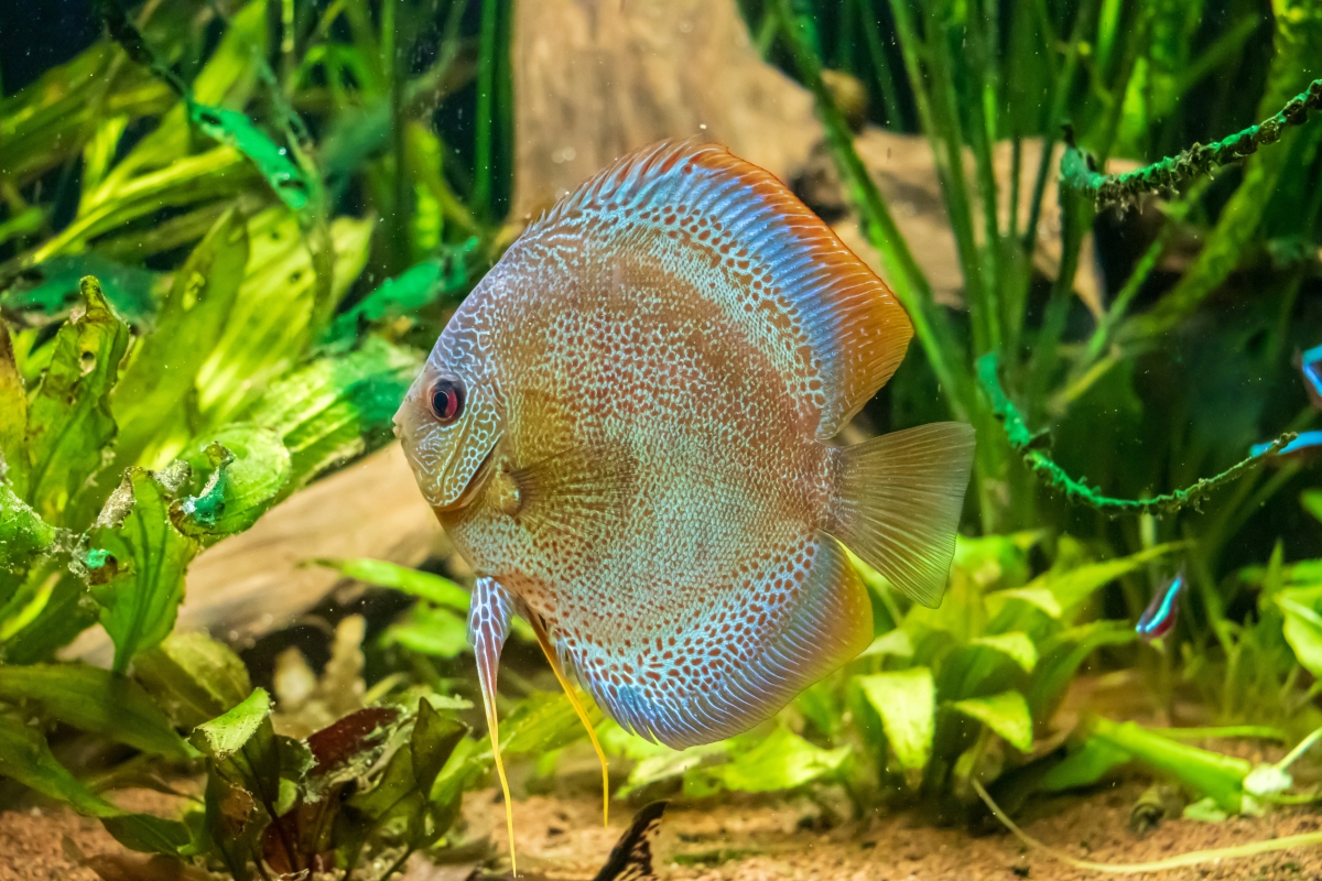 Tipos de peces de acuario y sus características | Blog de Lifestyle y ...