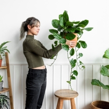 Cómo decorar con plantas